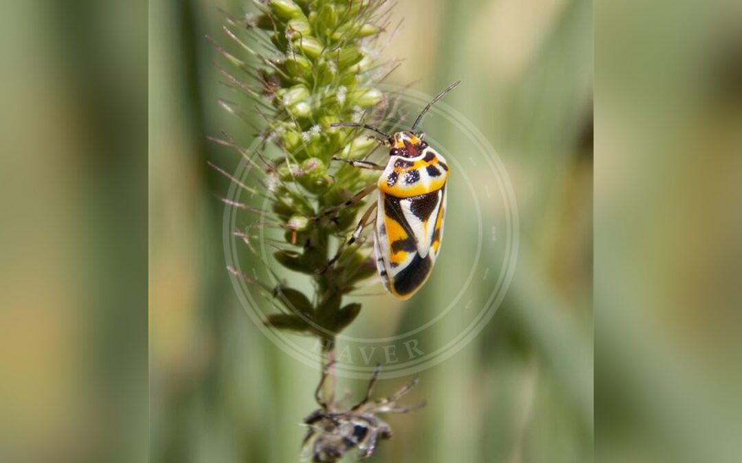Her ses et billede af arten Rød Kåltæge (Eurydema ornata). Fotoet er taget af Olja Simović og hentet fra Wikimedia Commons (CC BY-SA 4.0).