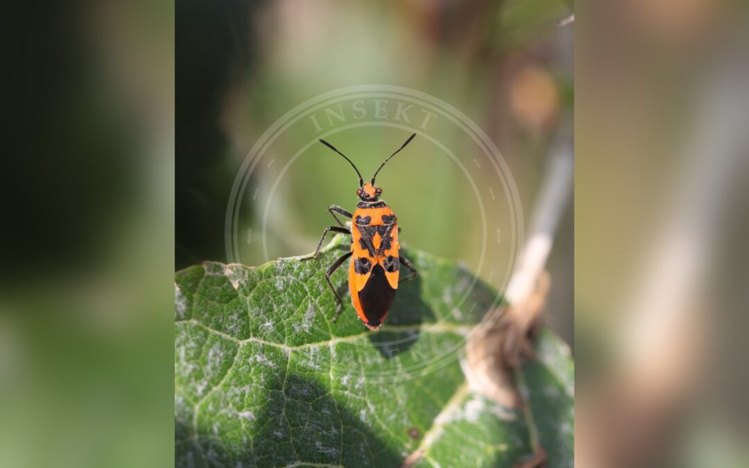 Her ses et billede af arten Rød Kanttæge (Corizus hyoscyami). Fotoet er taget af Slimguy og hentet fra Wikimedia Commons (CC BY-SA 4.0).