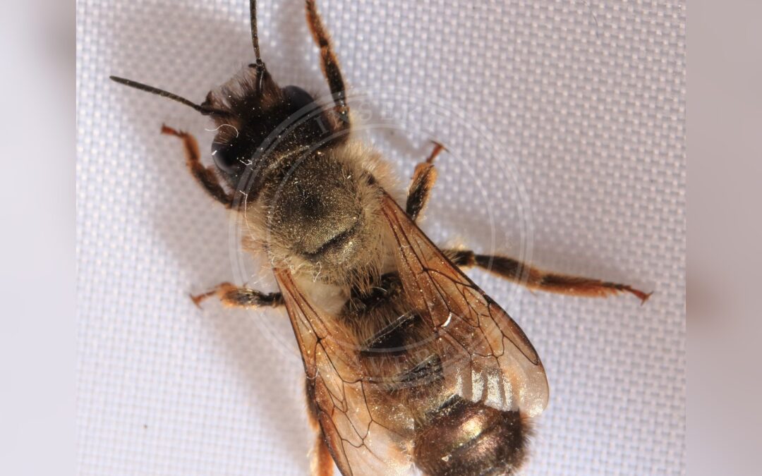 Her ses et billede af arten Rød Murerbi (Osmia bicornis). Fotoet er taget af NobbiP og hentet fra Wikimedia Commons (CC BY-SA 3.0).