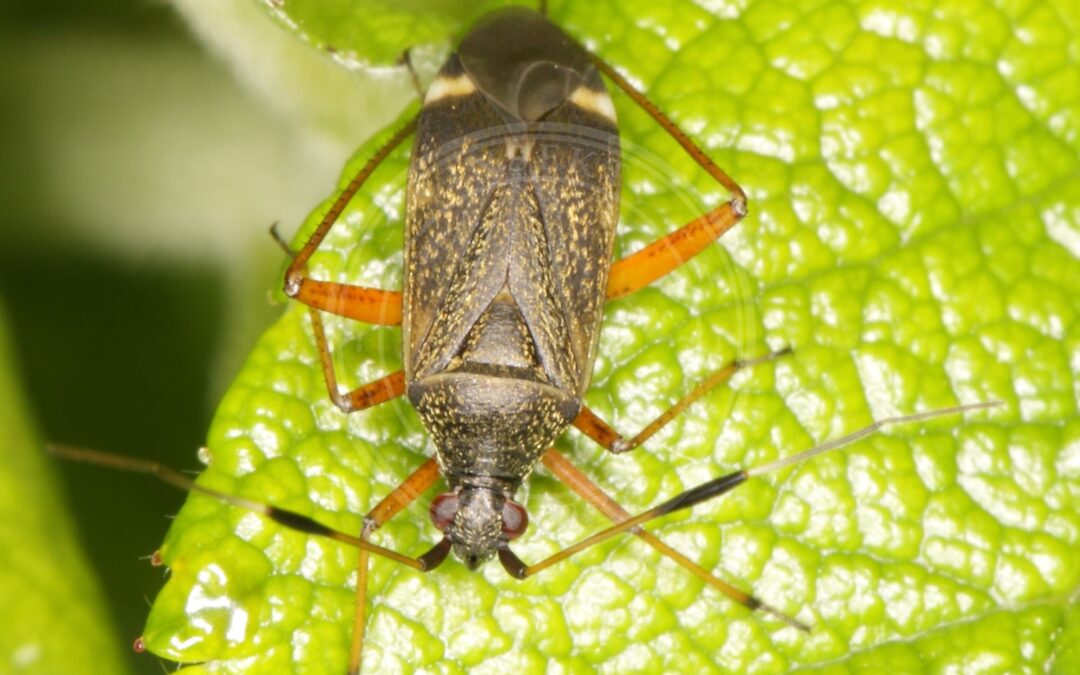Her ses et billede af arten Rødbenet Blomstertæge (Closterotomus biclavatus). Fotoet er taget af gbohne og hentet fra Wikimedia Commons (CC BY-SA 2.0).