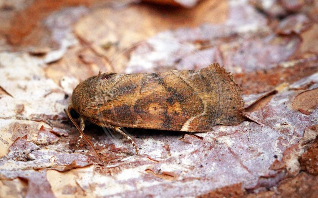 Her ses et billede af arten Rødbrun Ordenugle (Cosmia affinis). Fotoet er taget af Ben Sale og hentet fra Wikimedia Commons (CC BY 2.0).