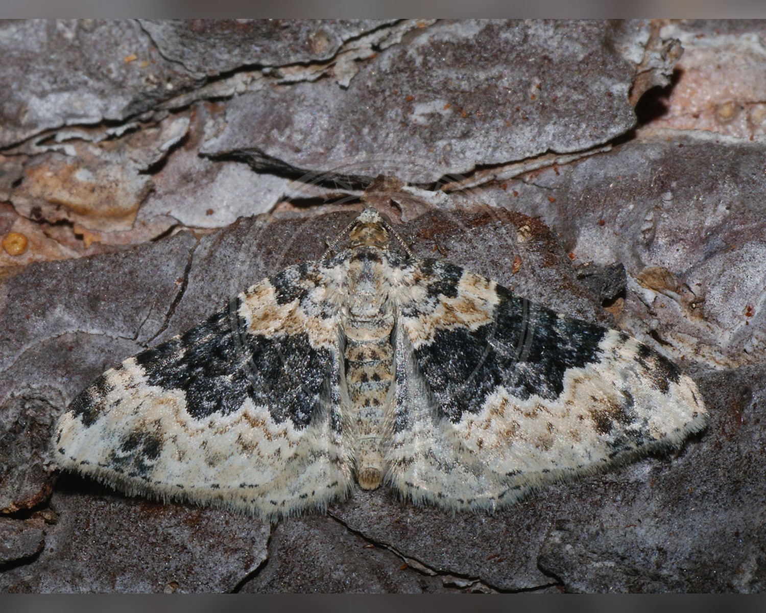 Her ses et billede af arten Rødbrun Snerremåler (Epirrhoe galiata). Fotoet er taget af Ilia Ustyantsev og hentet fra Wikimedia Commons (CC BY-SA 2.0).
