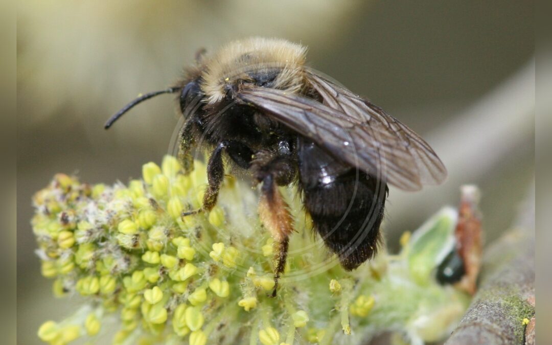 Her ses et billede af arten Rødbrystet Jordbi (Andrena clarkella). Fotoet er taget af S. Rae og hentet fra Wikimedia Commons (CC BY 2.0).