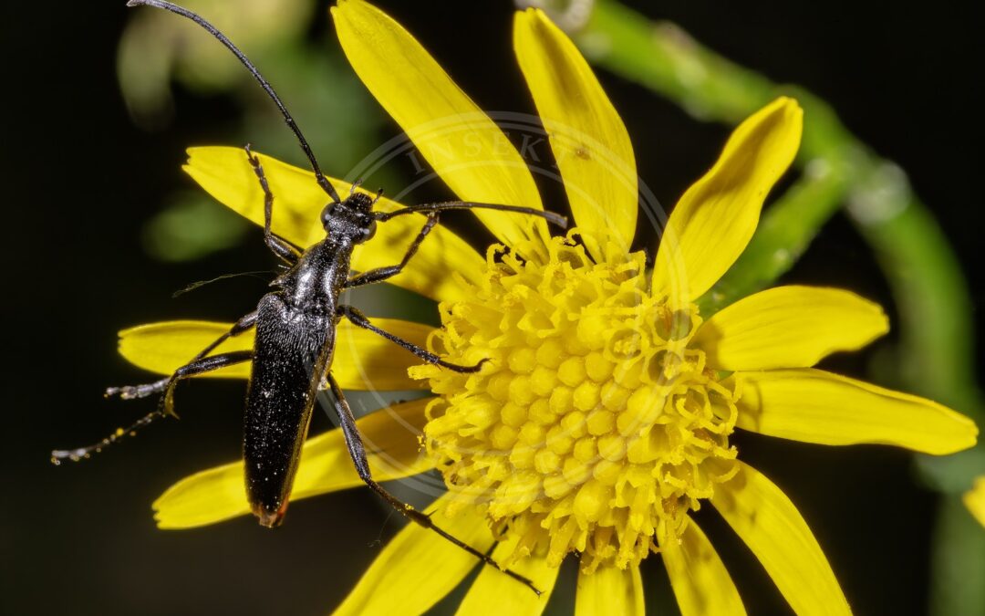 Her ses et billede af arten Rødbuget Spidsbuk (Stenurella nigra). Fotoet er taget af Didier Descouens og hentet fra Wikimedia Commons (CC BY-SA 4.0).
