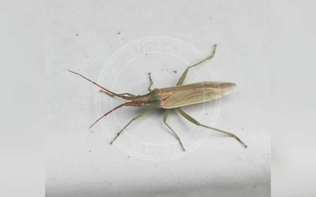 Her ses et billede af arten Rødlig Græstæge (Stenodema virens). Fotoet er taget af Ilkka Kaita-aho og hentet fra iNaturalist (Public domain).
