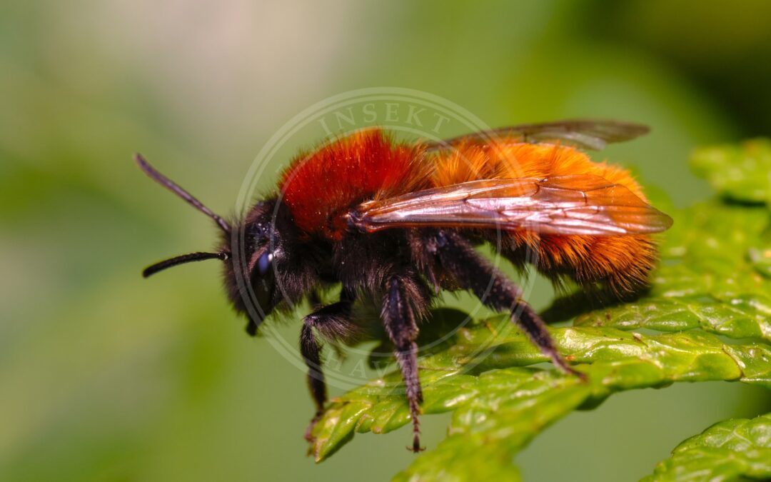 Rødpelset Jordbi – Andrena fulva