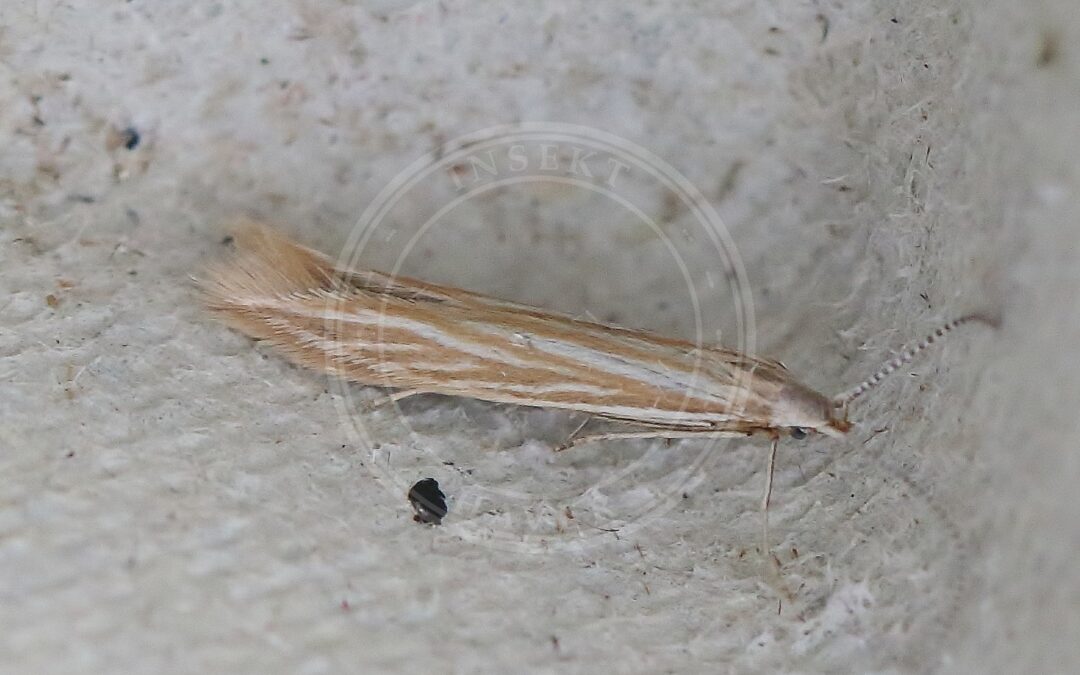 Her ses et billede af arten Røllike-Sækmøl (Coleophora argentula). Fotoet er taget af The Norwegian Biodiversity Information Centre (NBIC) (Sveinung Larsen, Jostein Austevik, Even Mjaaland) og hentet fra Wikimedia Commons (CC BY-SA 4.0).