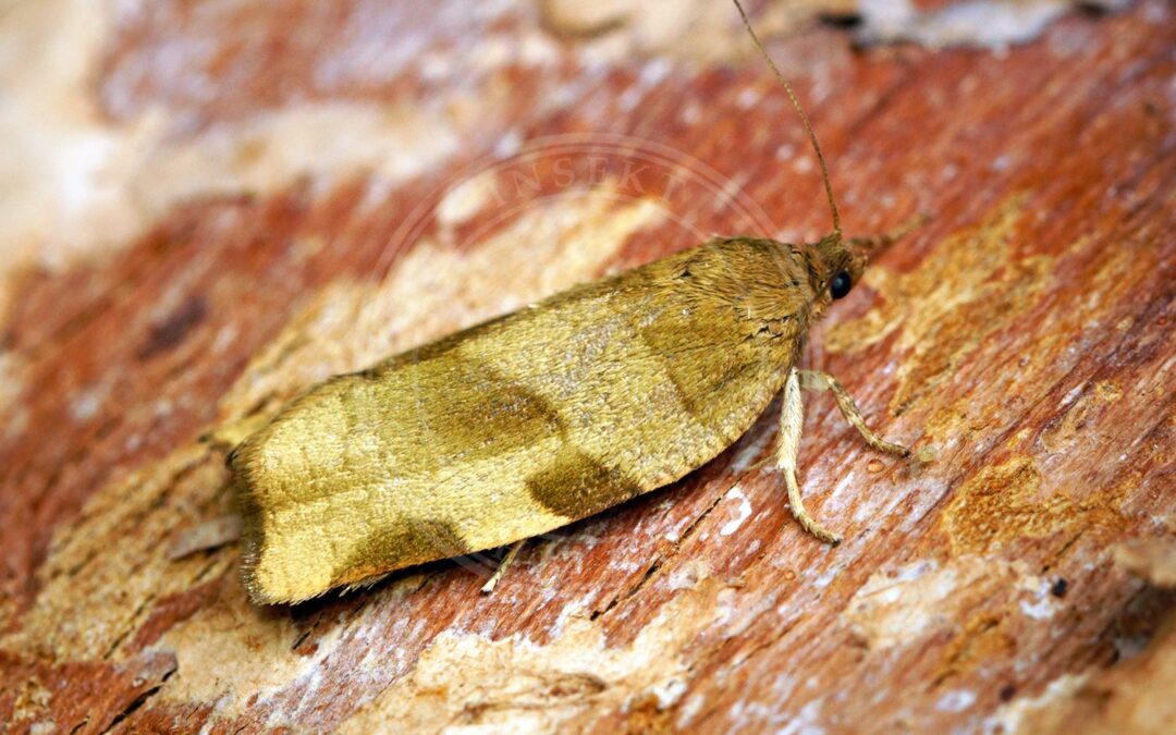 Rønbladvikler – Choristoneura hebenstreitella