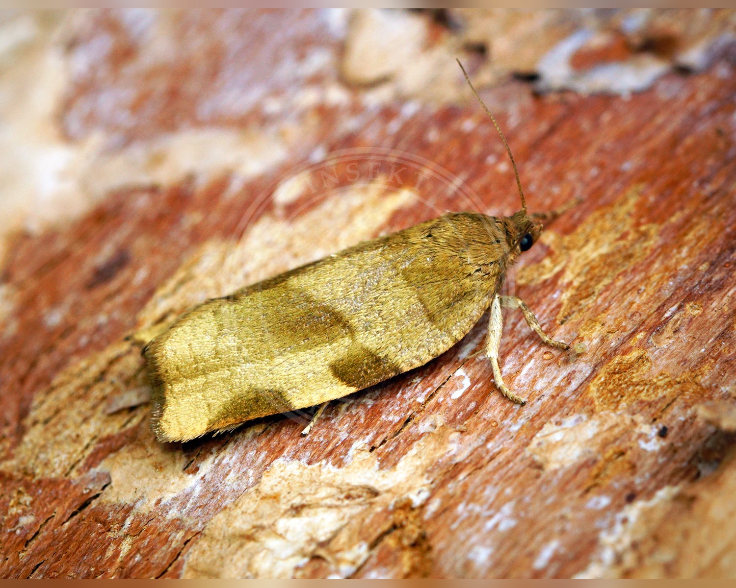 Her ses et billede af arten Rønbladvikler (Choristoneura hebenstreitella). Fotoet er taget af Ben Sale og hentet fra Wikimedia Commons (CC BY 2.0).