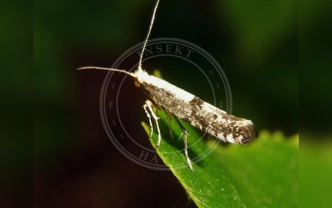 Her ses et billede af arten Rønnebærmøl (Argyresthia conjugella). Fotoet er taget af Barry Walter og hentet fra iNaturalist (CC BY).
