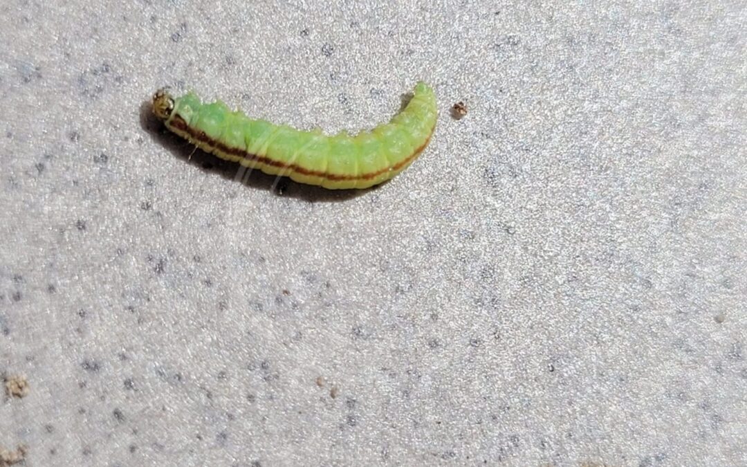 Her ses et billede af en larve af arten Rønnehalvmøl (Acrobasis advenella). Fotoet er taget af Michal Honskus og hentet fra iNaturalist (CC BY).