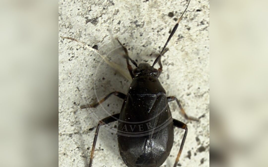 Her ses et billede af arten Rørhvenetæge (Capsus wagneri). Fotoet er taget af Pyry Liedes og hentet fra iNaturalist (CC BY).
