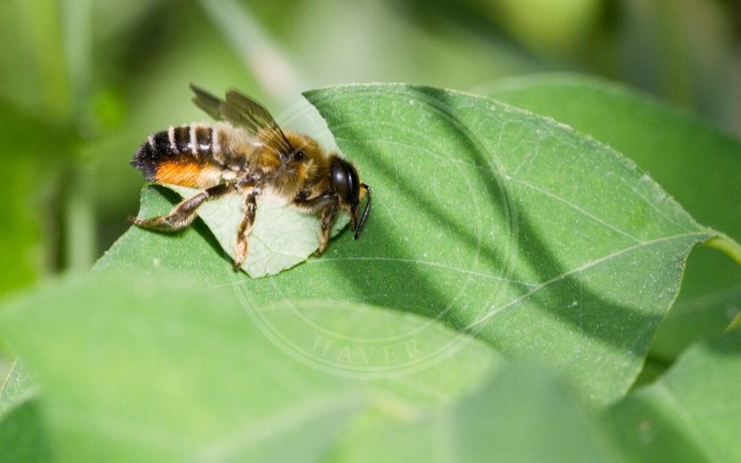 Her ses et billede af arten Rosenbladskærerbi (Megachile centuncularis). Fotoet er taget af Bernhard Plank - SiLencer og hentet fra Wikimedia Commons (CC BY-SA 3.0).