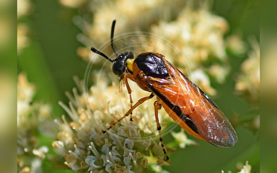 Her ses et billede af arten Rosensyhveps (Arge ochropus). Fotoet er taget af Kostas Zontanos og hentet fra iNaturalist (CC BY).
