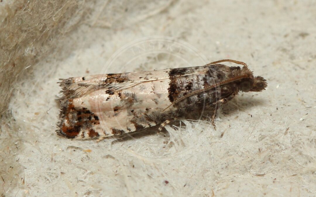 Her ses et billede af arten Rosestængelvikler (Notocelia incarnatana). Fotoet er taget af MurderSpagurder og hentet fra Wikimedia Commons (CC BY 4.0).
