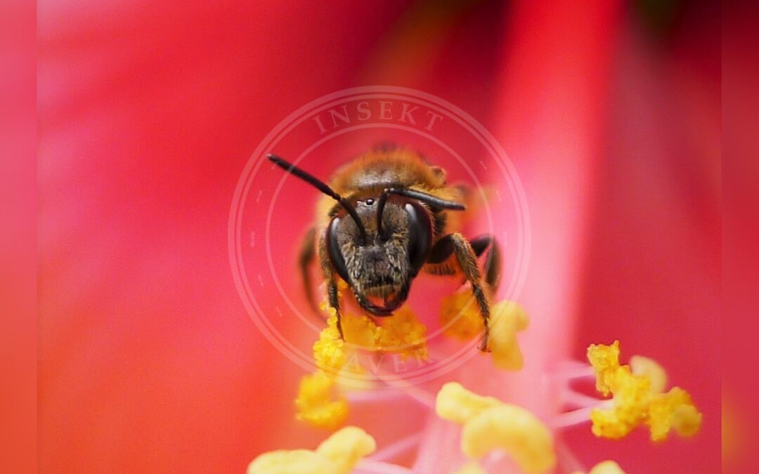 Her ses et billede af arten Rustsmalbi (Lasioglossum xanthopus). Fotoet er taget af gailhampshire from Cradley, Malvern, U.K og hentet fra Wikimedia Commons (CC BY 2.0).