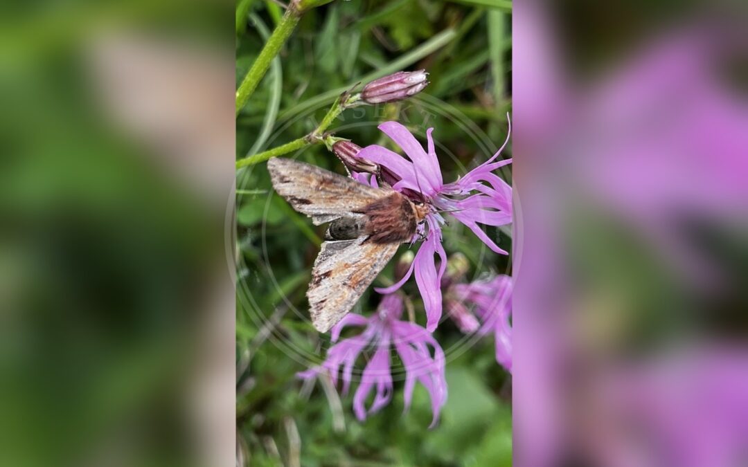 Rustugle – Apamea crenata