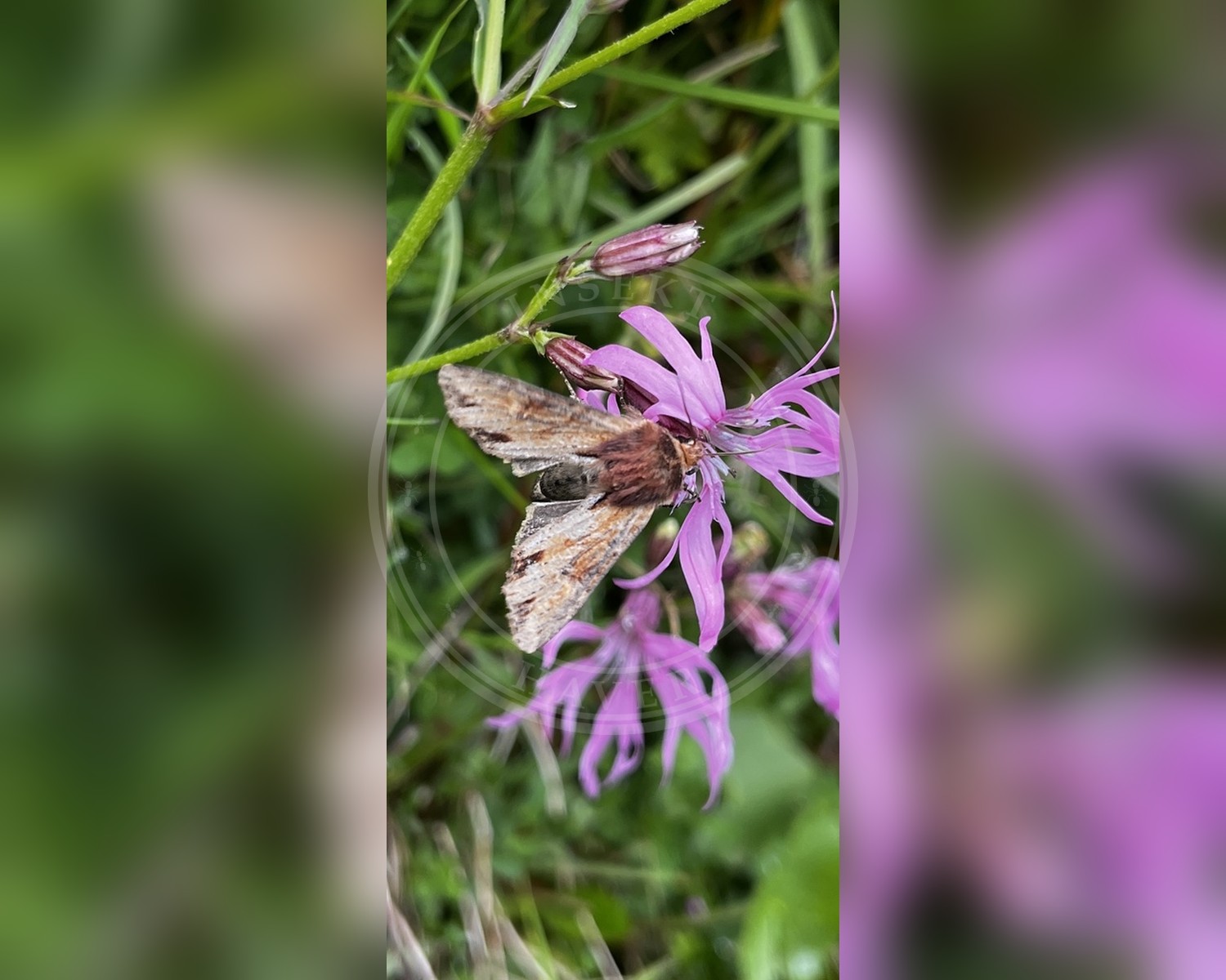 Her ses et billede af arten Rustugle (Apamea crenata). Billedet er hentet fra iNaturalist (CC0).
