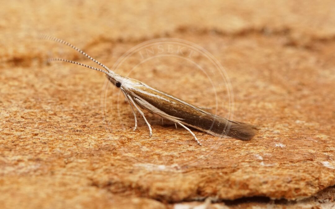 Her ses et billede af arten Sækmøl (Coleophora saturatella). Fotoet er taget af Ben Sale og hentet fra Wikimedia Commons (CC BY 2.0).