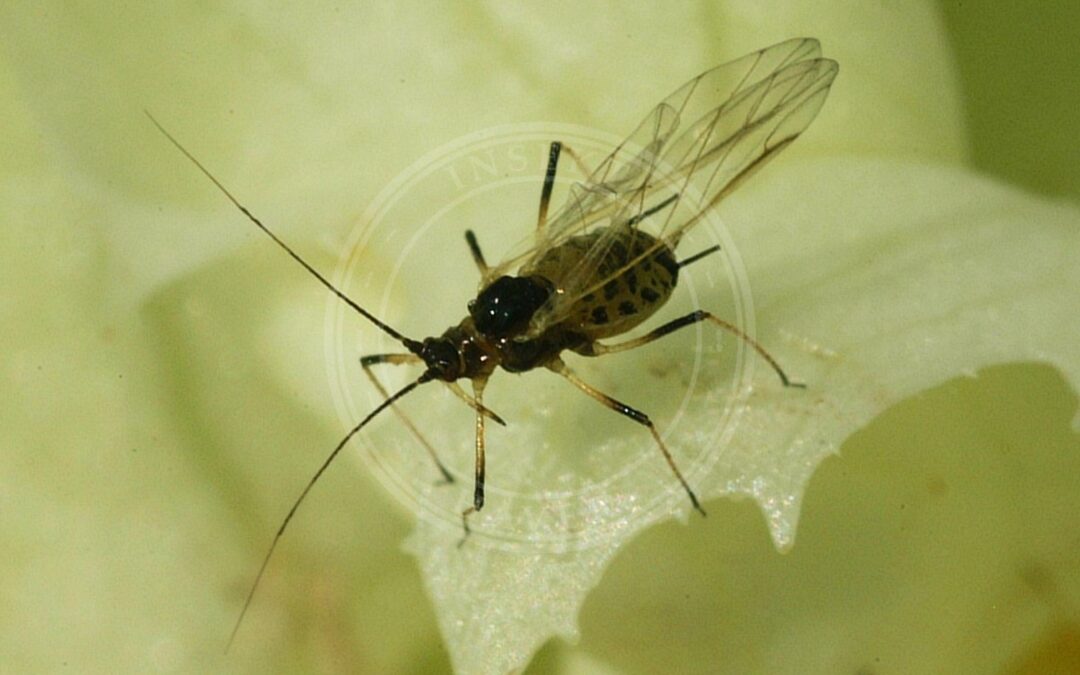 Her ses et billede af arten Salatbladlus (Nasonovia ribisnigri). Fotoet er taget af Schlaghecken Josef og hentet fra Wikimedia Commons (CC BY-SA 4.0).