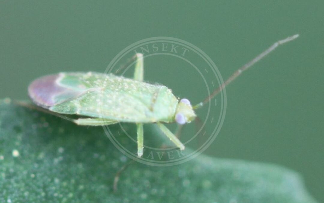 Her ses et billede af arten Salturtblomstertæge (Orthotylus flavosparsus). Fotoet er taget af Slimguy og hentet fra Wikimedia Commons (CC BY 4.0).
