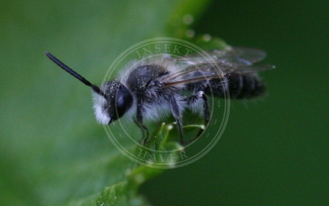 Her ses et billede af arten Sandjordbi (Andrena barbilabris). Fotoet er taget af S. Rae og hentet fra Wikimedia Commons (CC BY 2.0).
