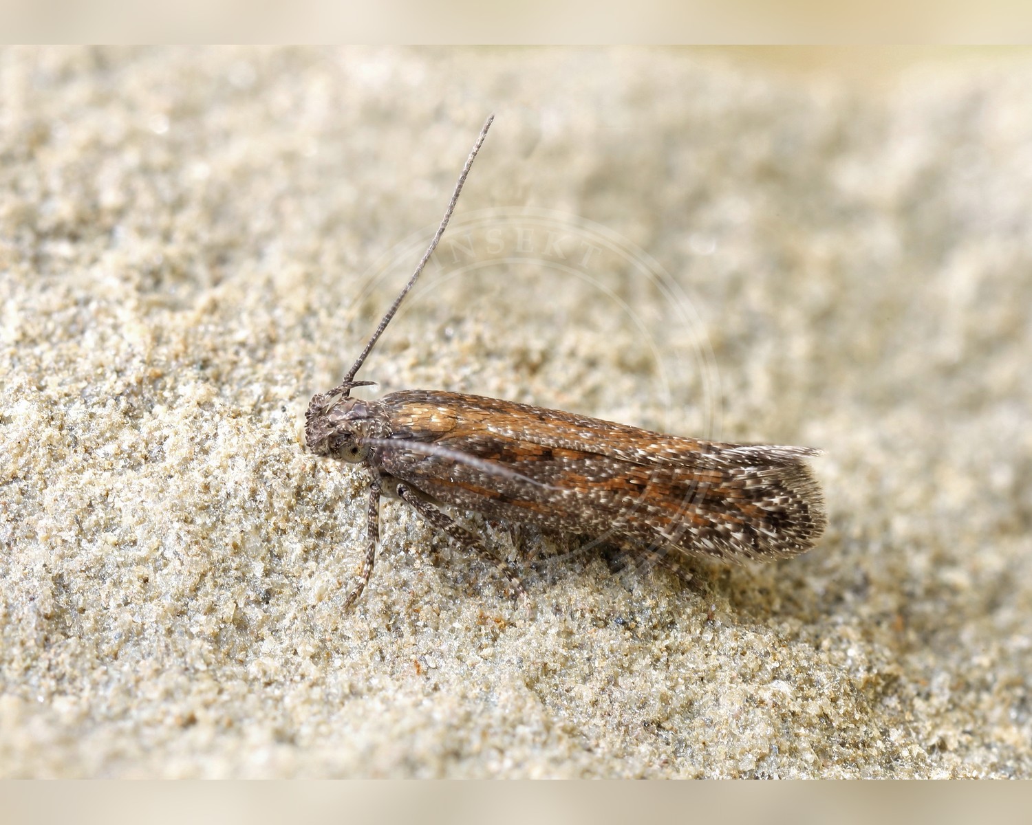 Her ses et billede af arten Scrobipalpa artemisiella. Fotoet er taget af Patrick Clement og hentet fra Wikimedia Commons (CC BY 2.0).