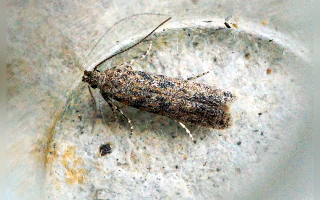 Her ses et billede af arten Scrobipalpa atriplicella. Fotoet er taget af Ben Sale og hentet fra Wikimedia Commons (CC BY 2.0).