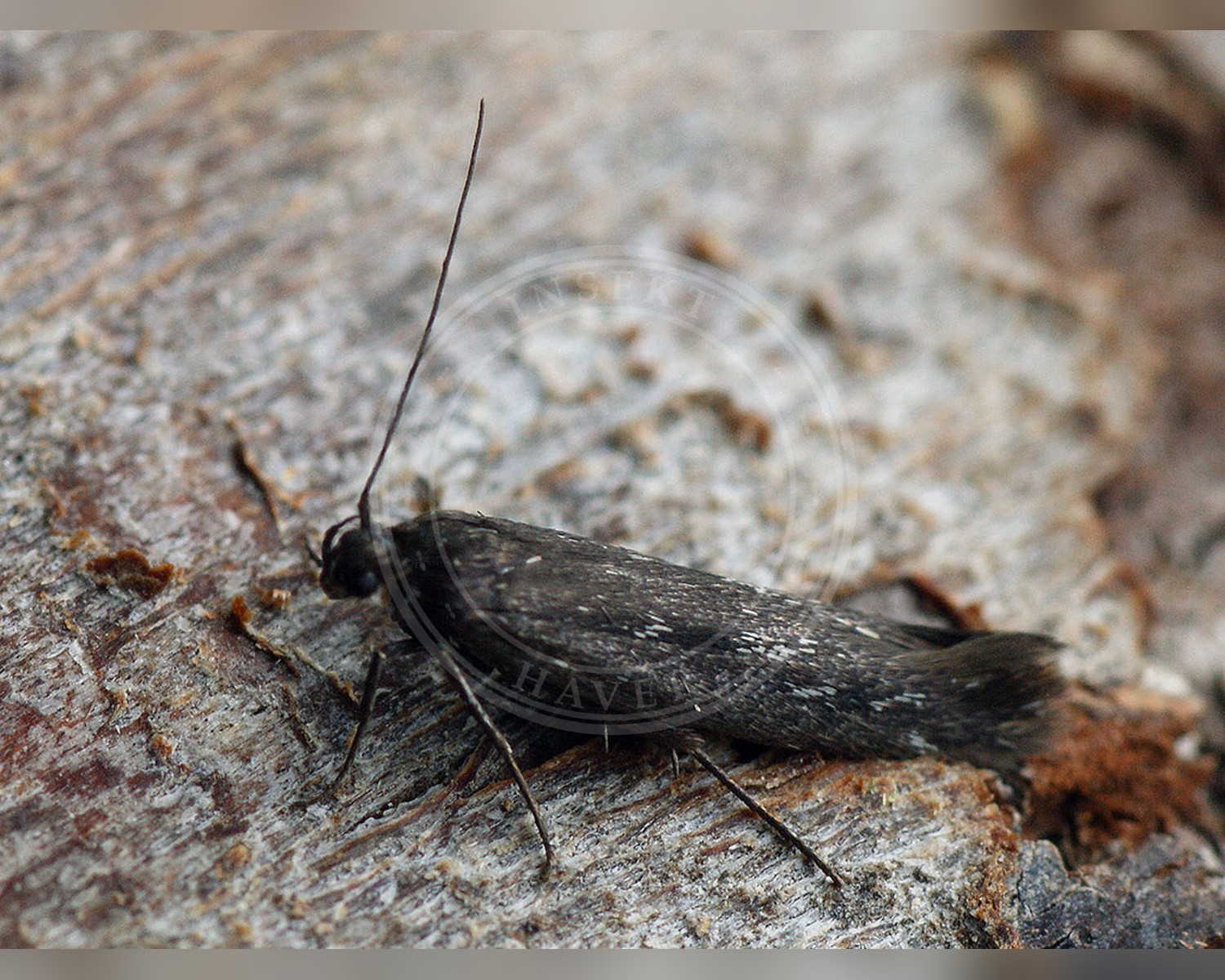 Her ses et billede af arten Scythris inspersella. Fotoet er taget af Ilia Ustyantsev og hentet fra Wikimedia Commons (CC BY-SA 2.0).