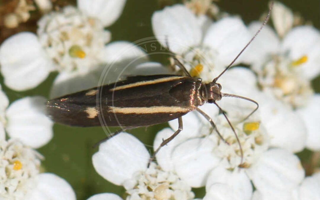 Her ses et billede af arten Scythris knochella. Fotoet er taget af Slimguy og hentet fra Wikimedia Commons (CC BY 4.0).