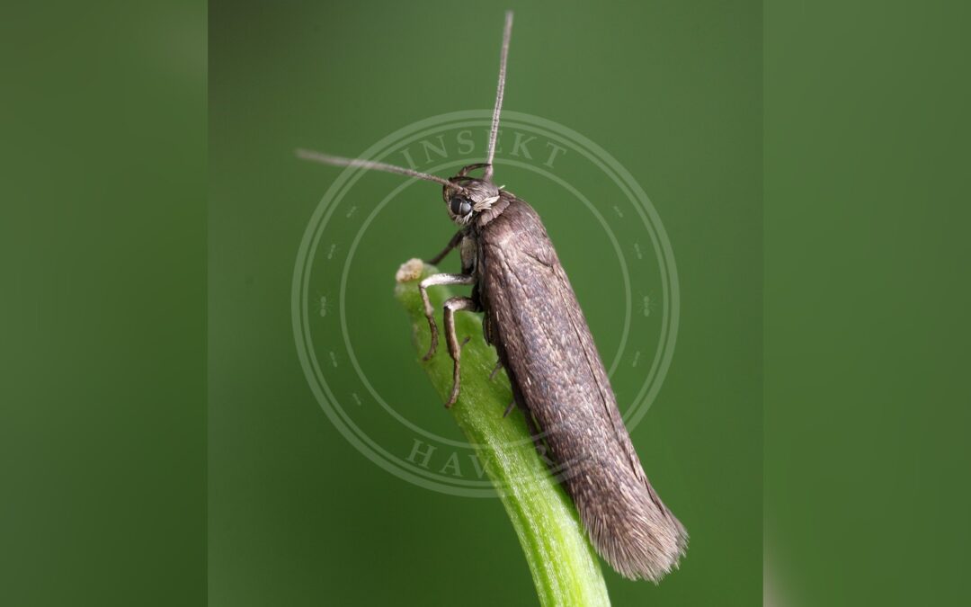 Her ses et billede af arten Scythris picaepennis. Fotoet er taget af Patrick Clement og hentet fra Wikimedia Commons (CC BY 2.0).