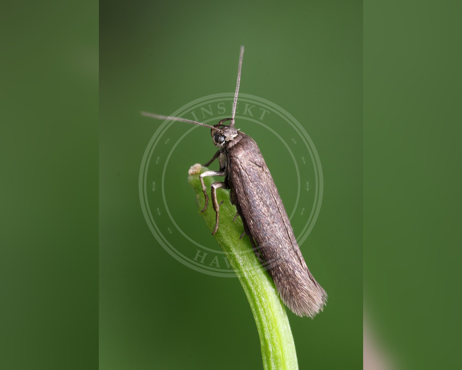 Her ses et billede af arten Scythris picaepennis. Fotoet er taget af Patrick Clement og hentet fra Wikimedia Commons (CC BY 2.0).