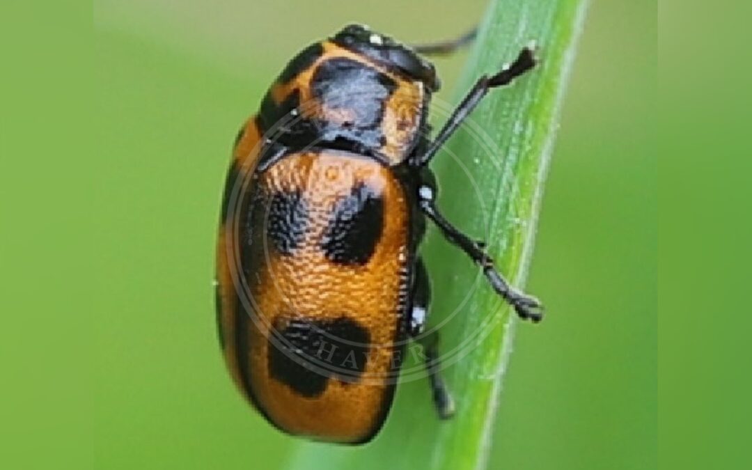 Her ses et billede af arten Seksplettet Faldbille (Cryptocephalus sexpunctatus). Fotoet er taget af Ralf Huber og hentet fra Wikimedia Commons (CC BY-SA 4.0).
