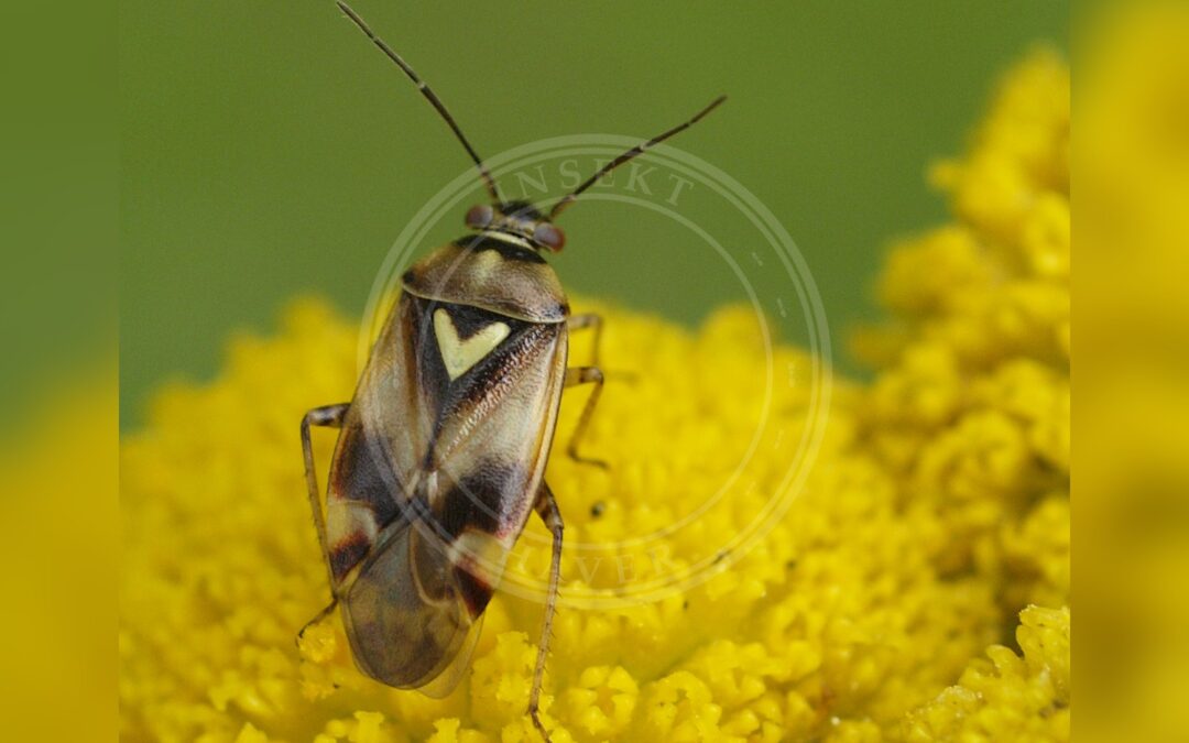 Her ses et billede af arten Selleritæge (Orthops kalmii). Fotoet er taget af Line Sabroe og hentet fra Wikimedia Commons (CC BY 2.0).