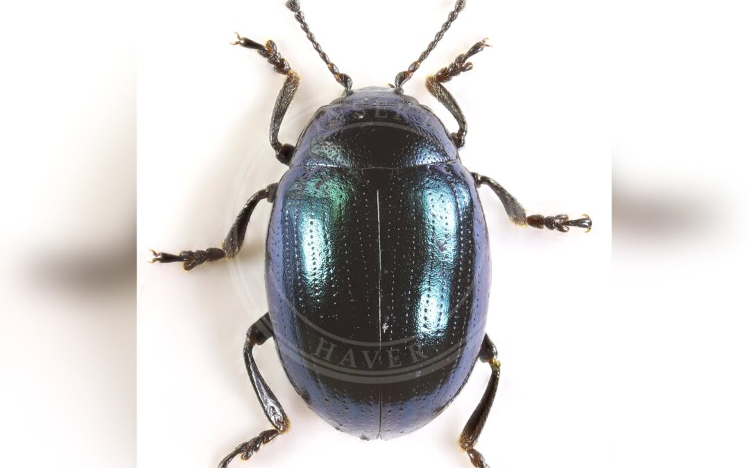 Her ses et billede af arten Sennepsbladbille (Phaedon cochleariae). Fotoet er taget af janetgraham84new og hentet fra Wikimedia Commons (CC BY 2.0).