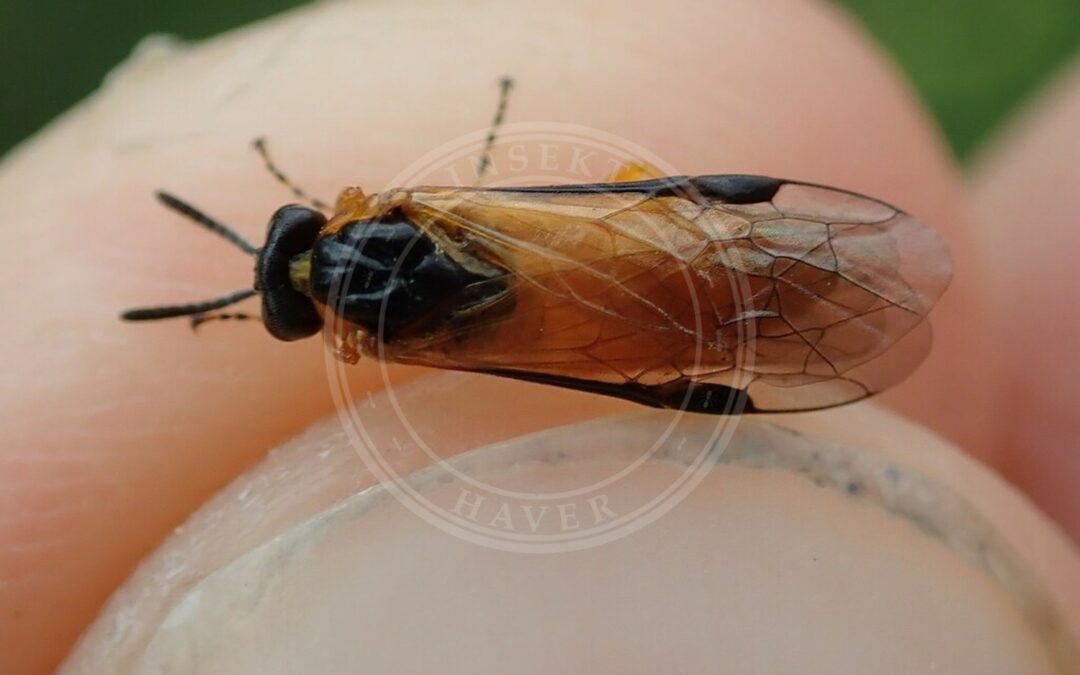 Her ses et billede af arten Sennepsbladhveps (Athalia ancilla). Fotoet er taget af Benoit NABHOLZ og hentet fra iNaturalist (CC BY-SA).