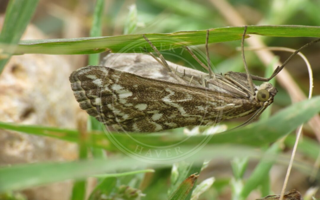 Her ses et billede af arten Sennepshalvmøl (Evergestis frumentalis). Fotoet er taget af Donald Hobern og hentet fra Wikimedia Commons (CC BY 2.0).