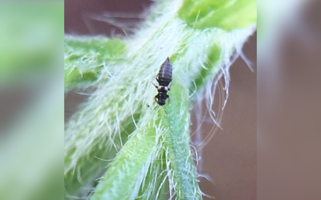 Her ses et billede af arten Sericothrips staphylinus. Fotoet er taget af Stephen Thorpe og hentet fra Wikimedia Commons (CC BY 4.0).