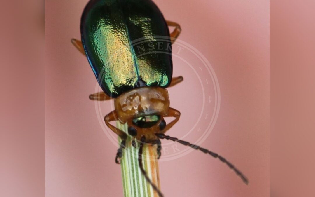 Her ses et billede af arten Sermylassa halensis. Fotoet er taget af Slimguy og hentet fra Wikimedia Commons (CC BY 4.0).