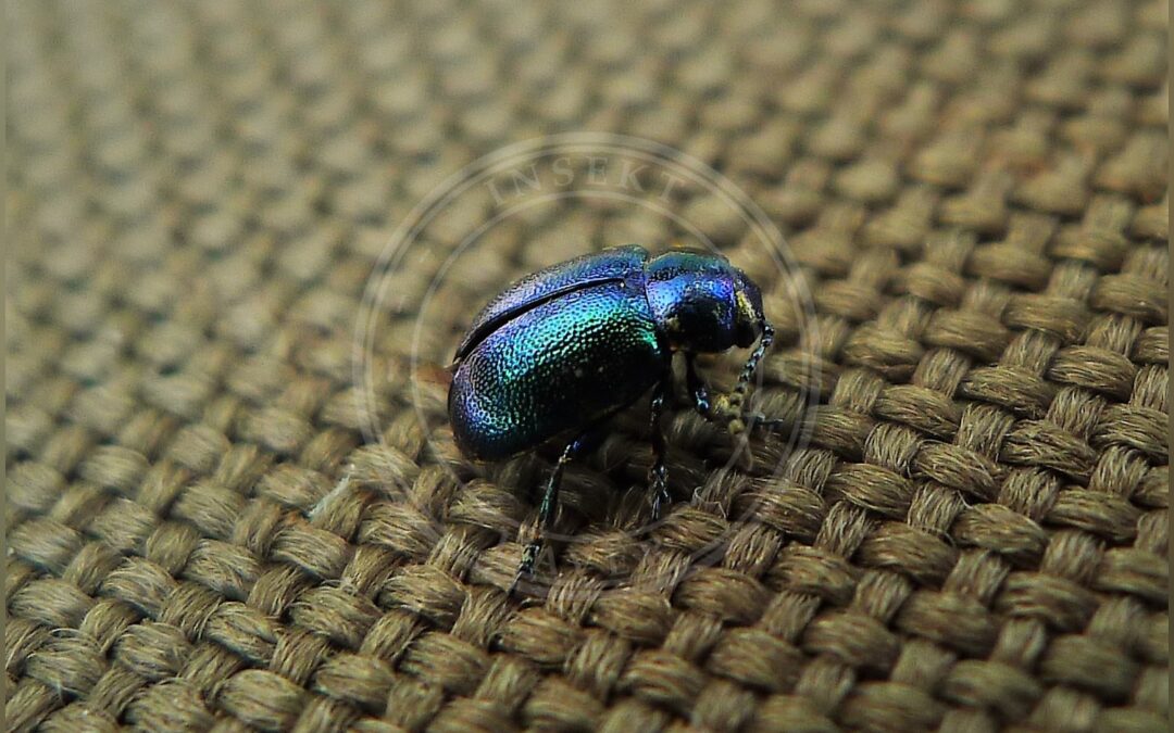 Her ses et billede af arten Silkeglinsende Faldbille (Cryptocephalus sericeus). Fotoet er taget af gailhampshire from Cradley, Malvern, U.K og hentet fra Wikimedia Commons (CC BY 2.0).