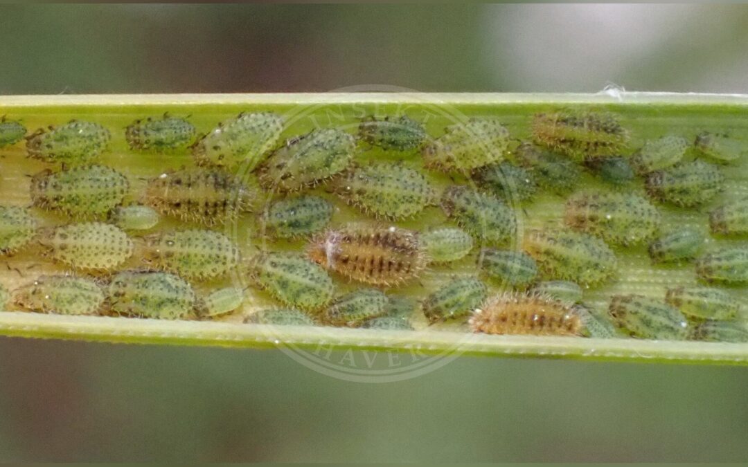 Her ses et billede af arten Sipha elegans. Fotoet er taget af Rafael Carbonell Font og hentet fra iNaturalist (CC-BY).