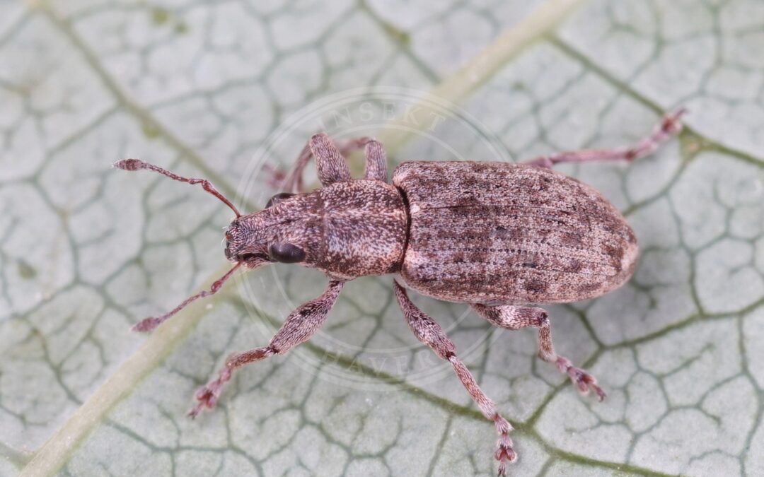 Her ses et billede af arten Sitona cylindricollis. Fotoet er taget af AfroBrazilian og hentet fra Wikimedia Commons (CC BY-SA 4.0).