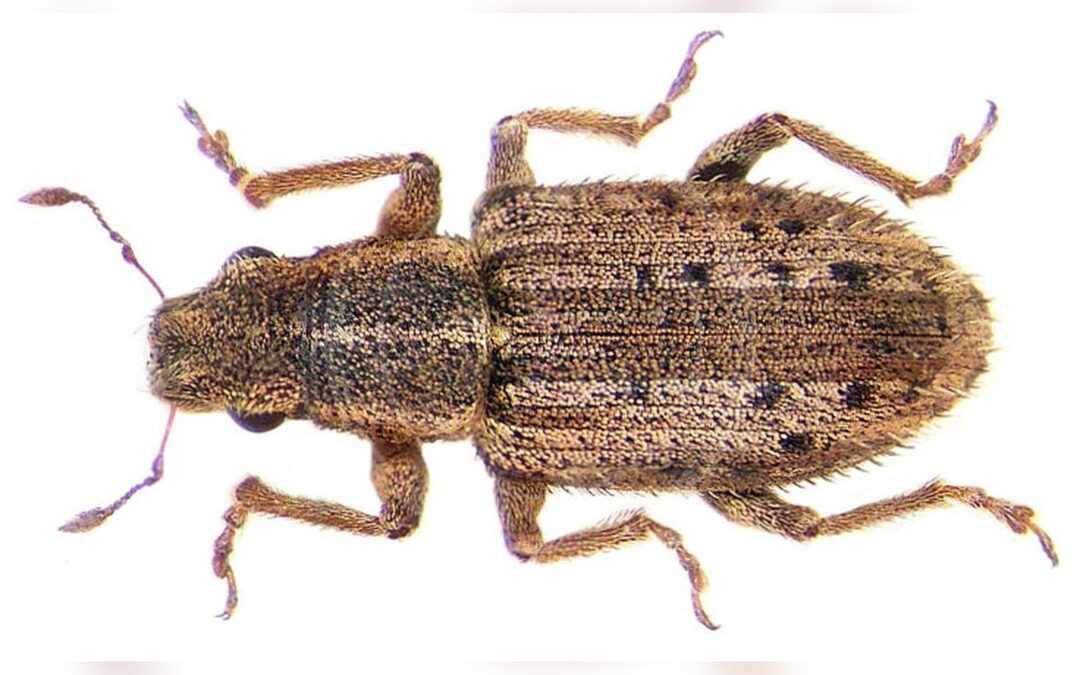 Sitona macularius