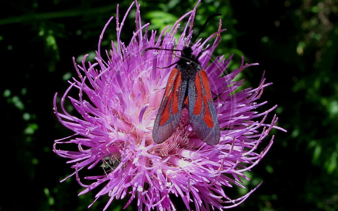 Her ses et billede af arten Skabiose-Køllesværmer (Zygaena osterodensis). Fotoet er taget af jacinta lluch valero from madrid * barcelona...., (España-Spain) og hentet fra Wikimedia Commons (CC BY-SA 2.0).