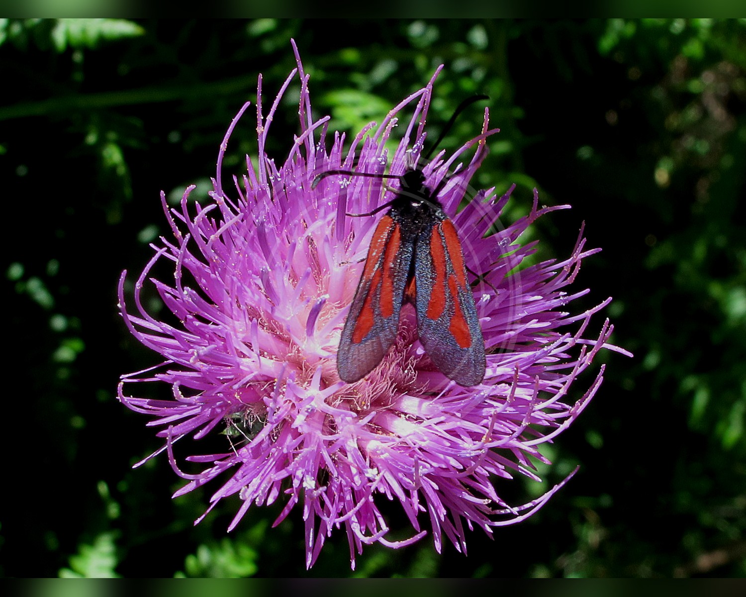 Her ses et billede af arten Skabiose-Køllesværmer (Zygaena osterodensis). Fotoet er taget af jacinta lluch valero from madrid * barcelona...., (España-Spain) og hentet fra Wikimedia Commons (CC BY-SA 2.0).