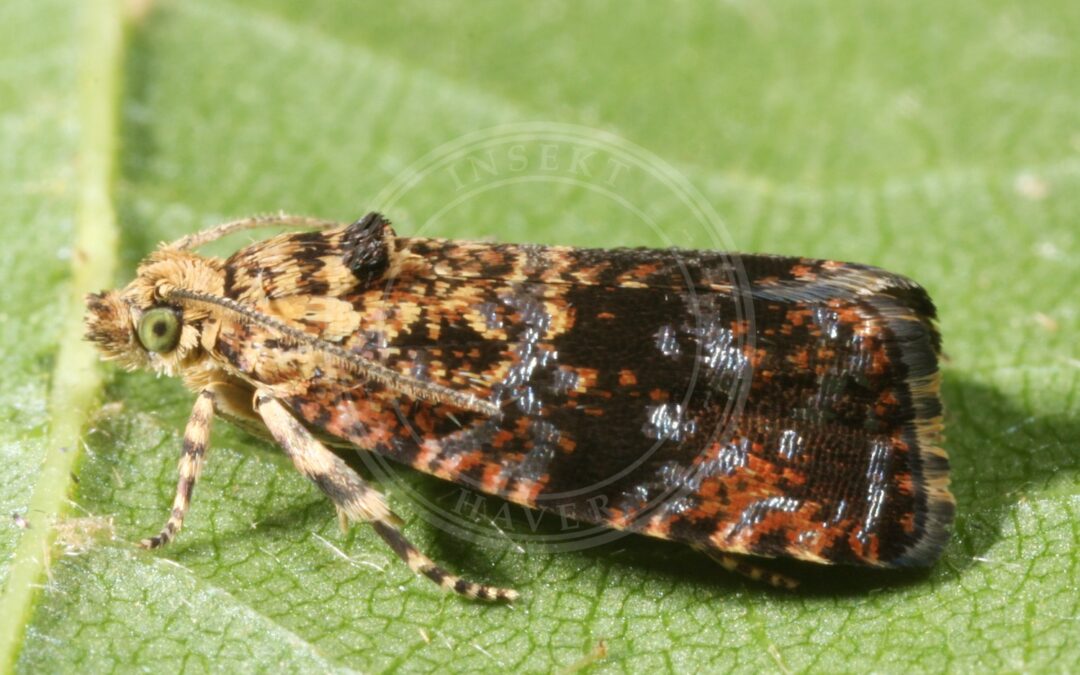 Her ses et billede af arten Skabiosevikler (Selenodes karelica). Fotoet er taget af ingridaltmann og hentet fra Wikimedia Commons (CC BY 4.0).