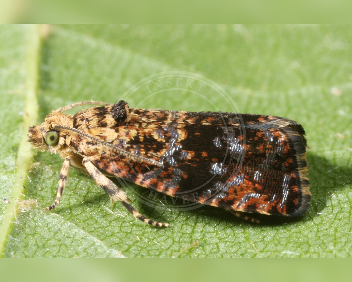 Her ses et billede af arten Skabiosevikler (Selenodes karelica). Fotoet er taget af ingridaltmann og hentet fra Wikimedia Commons (CC BY 4.0).