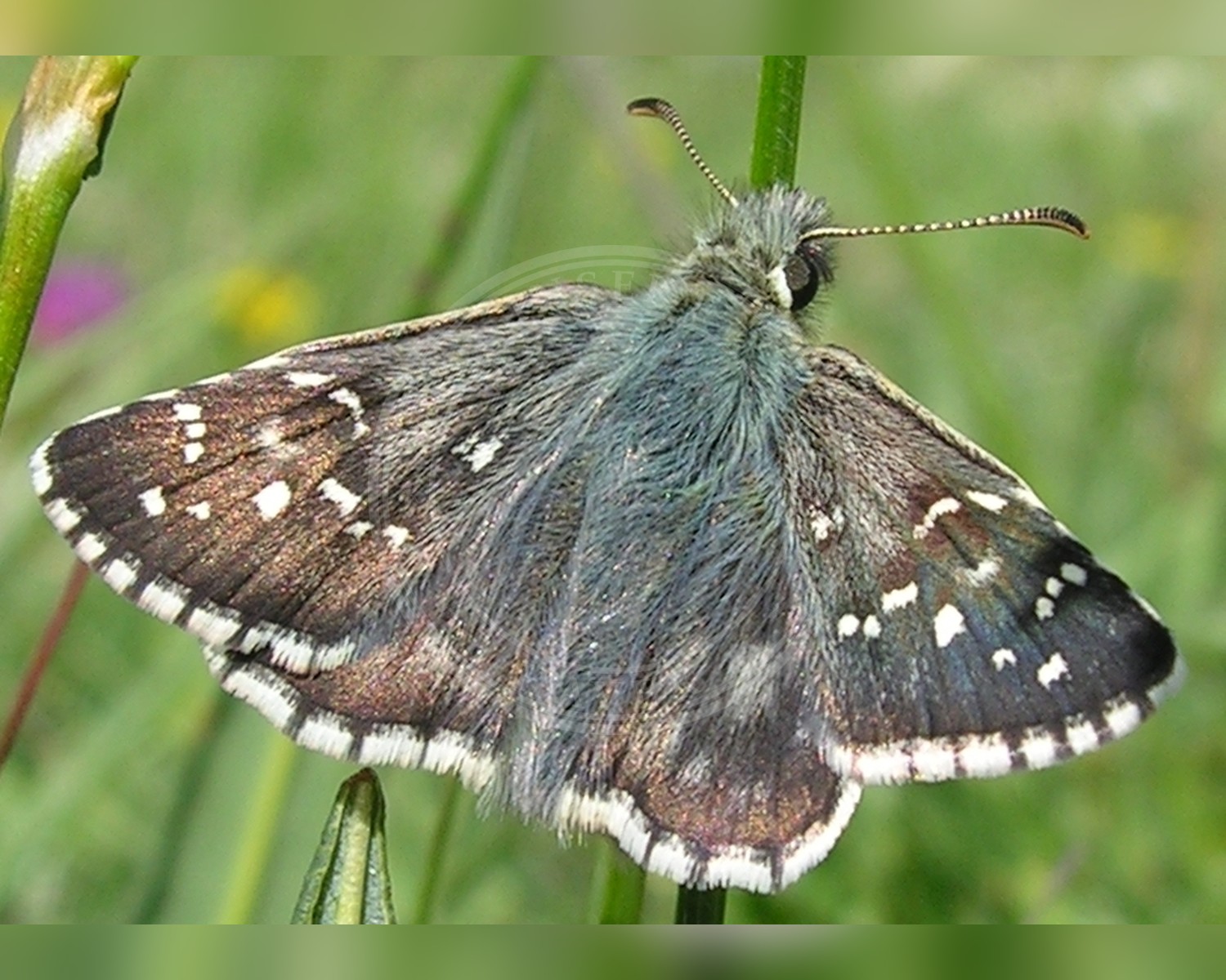 Her ses et billede af arten Skærbredpande (Pyrgus serratulae). Fotoet er taget af Martin Bjerg og hentet fra Wikimedia Commons (CC BY-SA 2.5).
