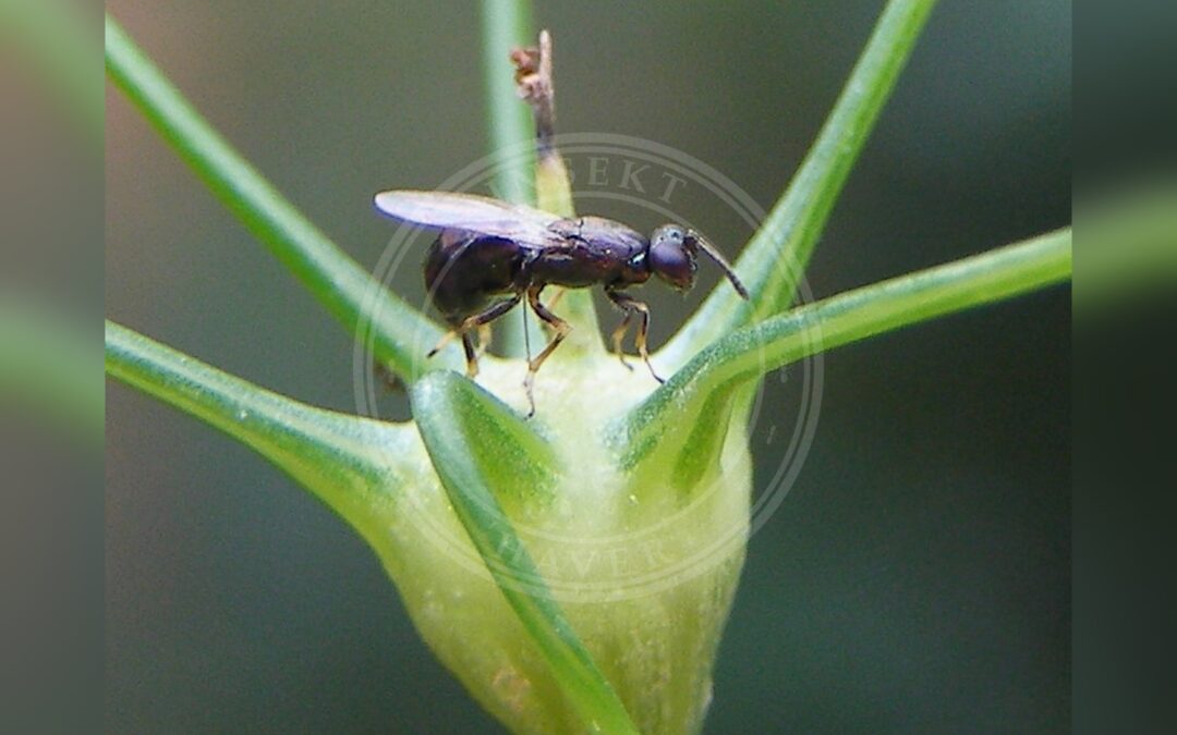 Her ses et billede af arten Skærmgalmyg (Lasioptera carophila). Fotoet er taget af H. Dumas og hentet fra Wikimedia Commons (CC BY-SA 3.0).