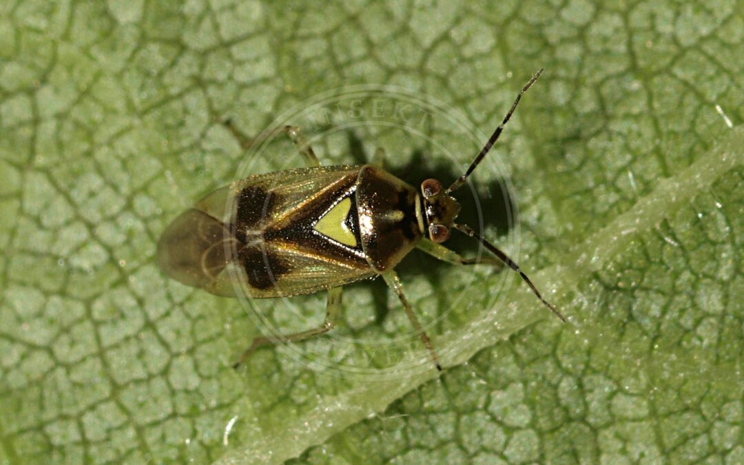 Her ses et billede af arten Skærmplantetæge (Orthops campestris). Fotoet er taget af Line Sabroe og hentet fra Wikimedia Commons (CC BY 2.0).